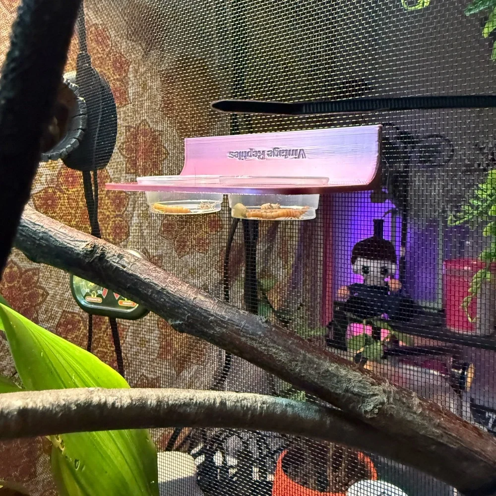 Magnetic Reptile Feeder